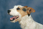 Parson Russell Terrier