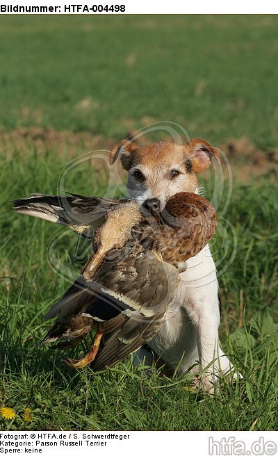 Parson Russell Terrier / HTFA-004498