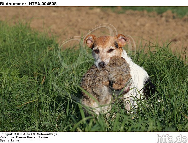 Parson Russell Terrier / HTFA-004508