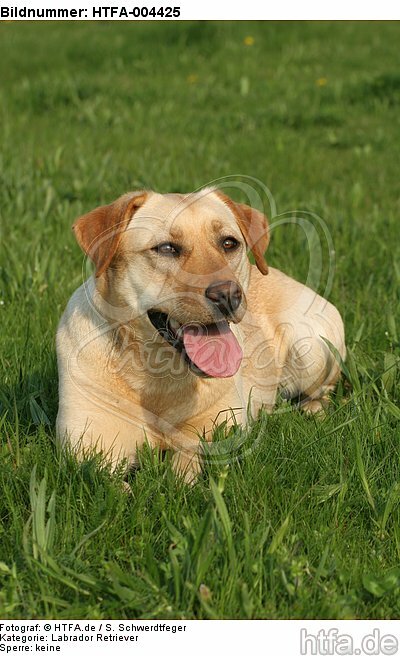 Labrador Retriever / HTFA-004425