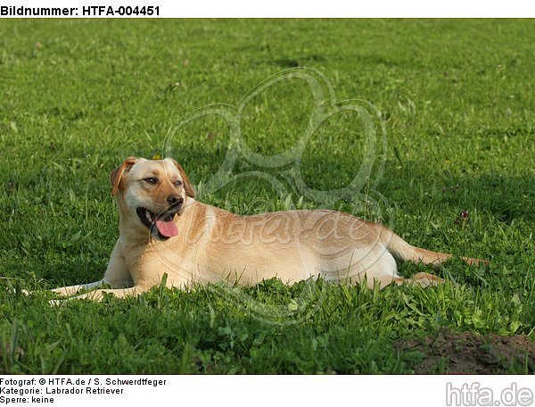 Labrador Retriever / HTFA-004451