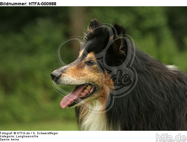 Langhaarcollie Portrait / longhaired collie portrait / HTFA-000988