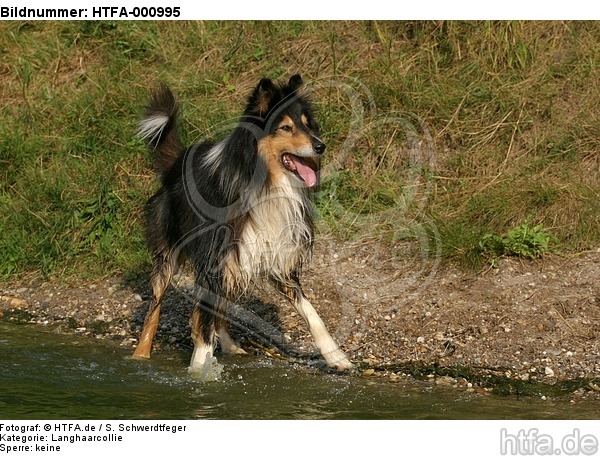 nasser Langhaarcollie / wet longhaired collie / HTFA-000995