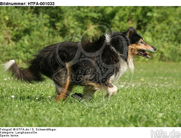 rennender Langhaarcollie / running longhaired collie / HTFA-001033