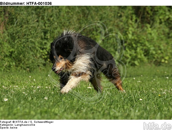 rennender Langhaarcollie / running longhaired collie / HTFA-001036