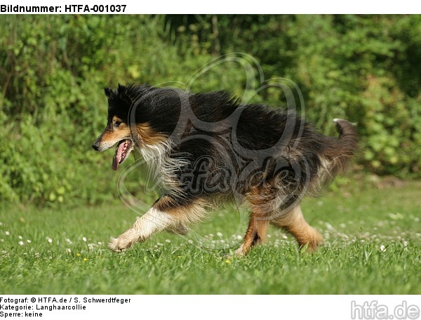 rennender Langhaarcollie / running longhaired collie / HTFA-001037