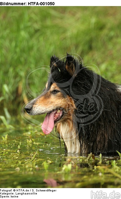 badender Langhaarcollie / bathing longhaired collie / HTFA-001050