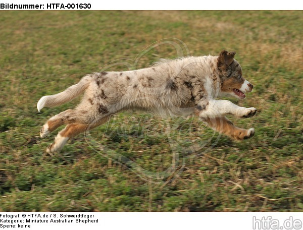 Miniature Australian Shepherd Welpe / miniature australian shepherd puppy / HTFA-001630