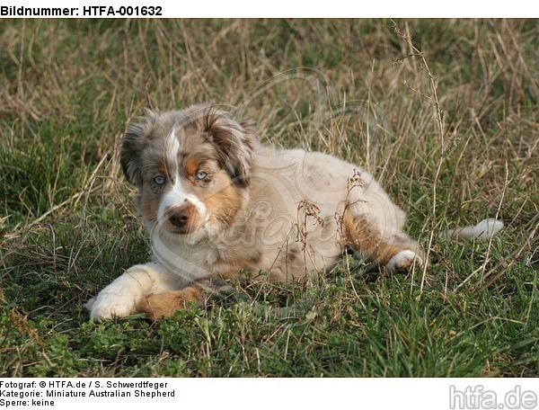 Miniature Australian Shepherd Welpe / miniature australian shepherd puppy / HTFA-001632