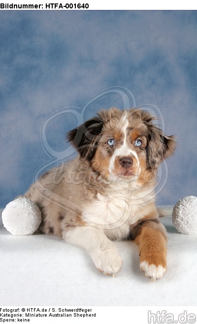 Miniature Australian Shepherd Welpe / miniature australian shepherd puppy / HTFA-001640