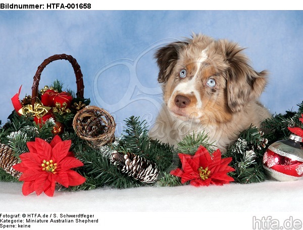 Miniature Australian Shepherd Welpe / miniature australian shepherd puppy / HTFA-001658
