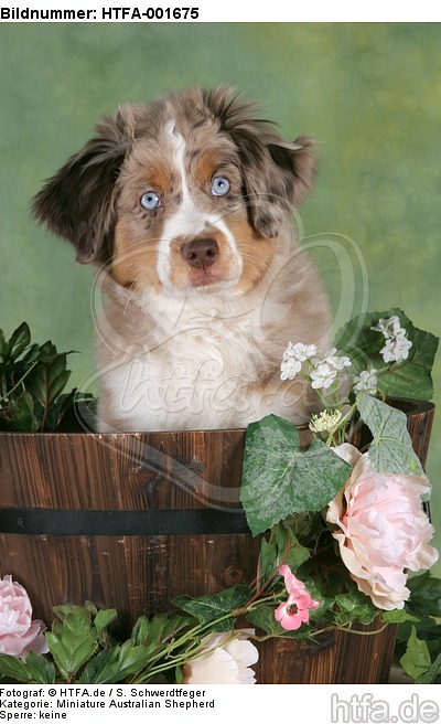 Miniature Australian Shepherd Welpe / miniature australian shepherd puppy / HTFA-001675