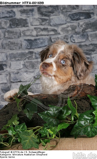 Miniature Australian Shepherd Welpe / miniature australian shepherd puppy / HTFA-001699