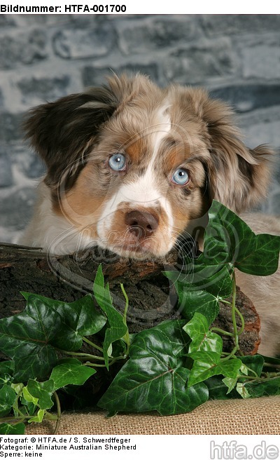 Miniature Australian Shepherd Welpe / miniature australian shepherd puppy / HTFA-001700