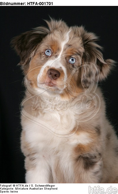 Miniature Australian Shepherd Welpe / miniature australian shepherd puppy / HTFA-001701