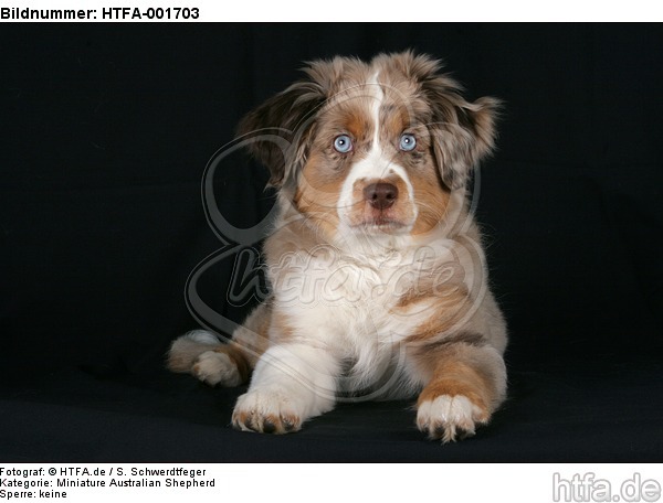 Miniature Australian Shepherd Welpe / miniature australian shepherd puppy / HTFA-001703