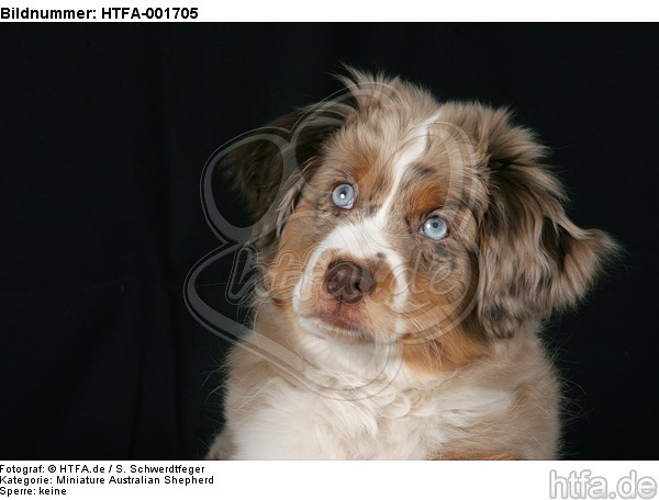 Miniature Australian Shepherd Welpe / miniature australian shepherd puppy / HTFA-001705