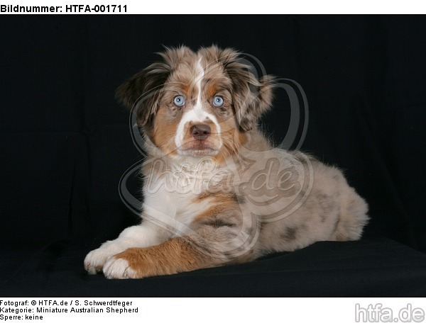 Miniature Australian Shepherd Welpe / miniature australian shepherd puppy / HTFA-001711