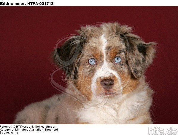 Miniature Australian Shepherd Welpe / miniature australian shepherd puppy / HTFA-001718