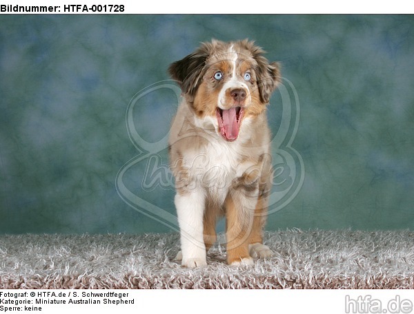 Miniature Australian Shepherd Welpe / miniature australian shepherd puppy / HTFA-001728