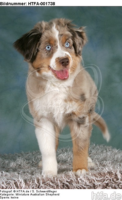 Miniature Australian Shepherd Welpe / miniature australian shepherd puppy / HTFA-001738