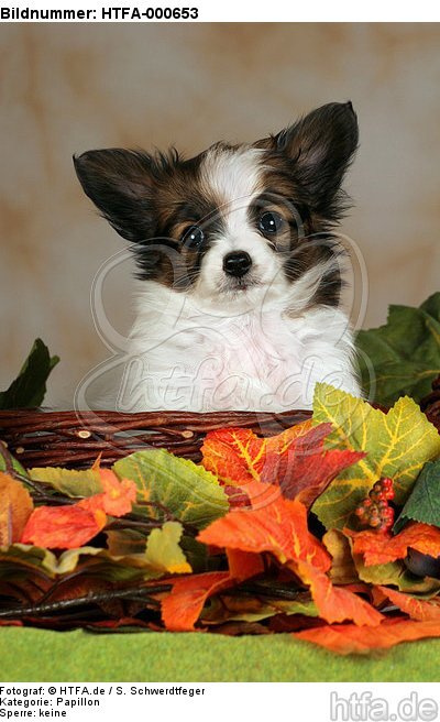 Papillon Welpe / papillon puppy / HTFA-000653