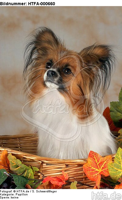 Papillon im Körbchen / papillon in basket / HTFA-000660