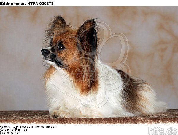 liegender Papillon / lying papillon / HTFA-000673