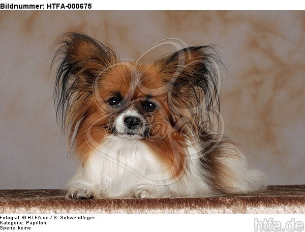 liegender Papillon / lying papillon / HTFA-000675