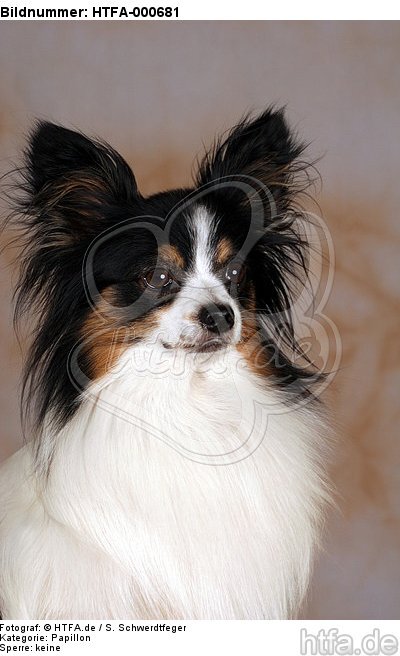 Papillon Portrait / HTFA-000681