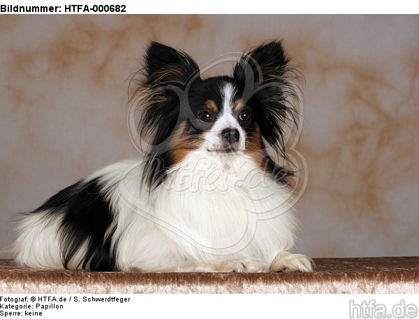 liegender Papillon / lying papillon / HTFA-000682