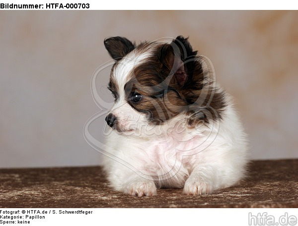liegender Papillon Welpe / lying papillon puppy / HTFA-000703