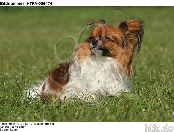 Papillon / HTFA-006474