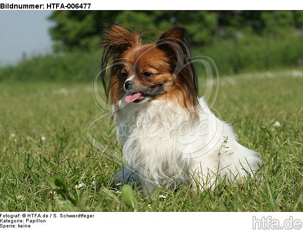 Papillon / HTFA-006477