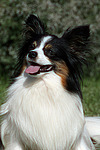 Papillon Portrait