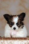 liegender Papillon Welpe / lying papillon puppy