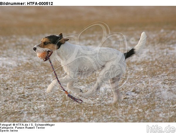 spielender Parson Russell Terrier / playing prt / HTFA-000512