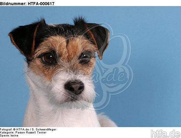 Parson Russell Terrier Portrait / HTFA-000617