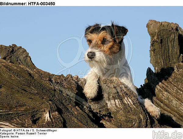 Parson Russell Terrier / HTFA-003450