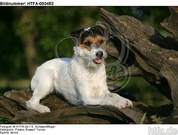 Parson Russell Terrier / HTFA-003453