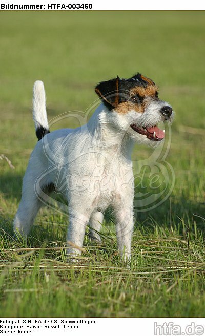 Parson Russell Terrier / HTFA-003460