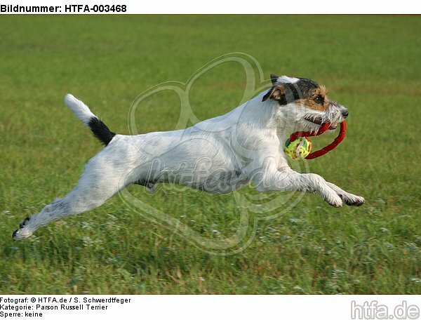 Parson Russell Terrier / HTFA-003468