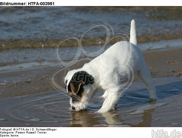 Parson Russell Terrier Welpe / parson russell terrier puppy / HTFA-003951