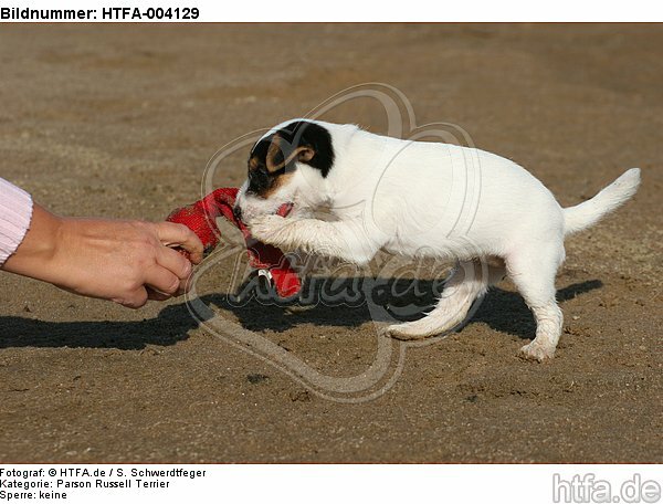 Parson Russell Terrier Welpe / parson russell terrier puppy / HTFA-004129
