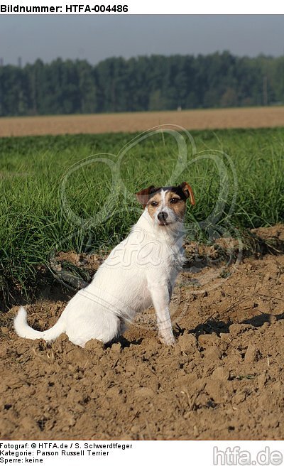 Parson Russell Terrier / HTFA-004486
