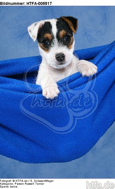 Parson Russell Terrier Welpe / parson russell terrier puppy / HTFA-005517