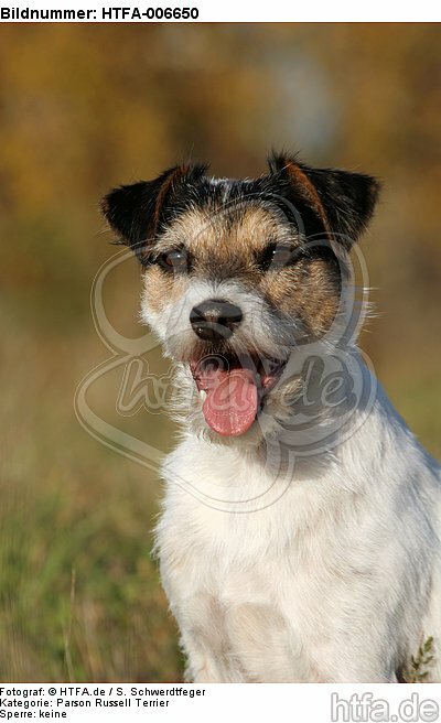 Parson Russell Terrier / HTFA-006650
