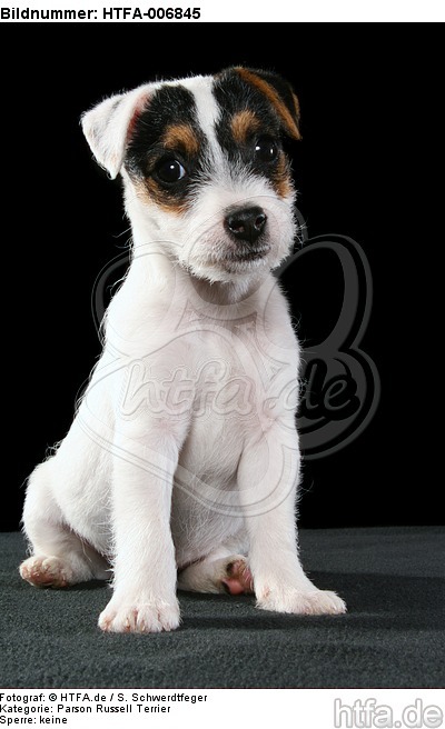 Parson Russell Terrier Welpe / parson russell terrier puppy / HTFA-006845