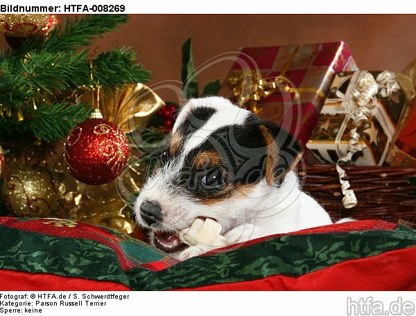 Parson Russell Terrier Welpe zu Weihnachten / PRT puppy at christmas / HTFA-008269