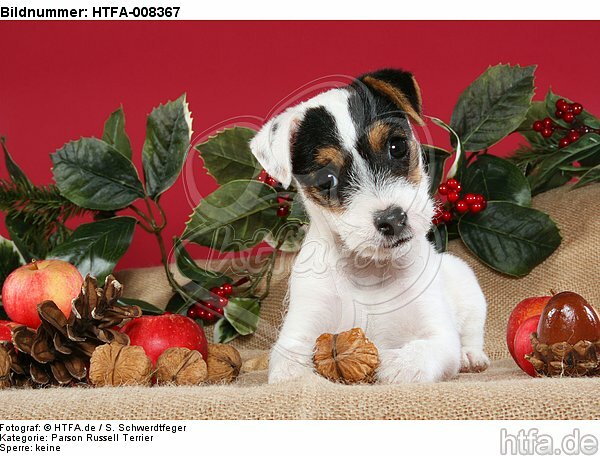 Parson Russell Terrier Welpe zu Weihnachten / PRT puppy at christmas / HTFA-008367
